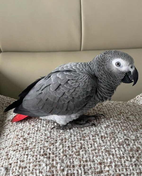 Say Hello to Kofi – Your New Feathered Companion - Image 2