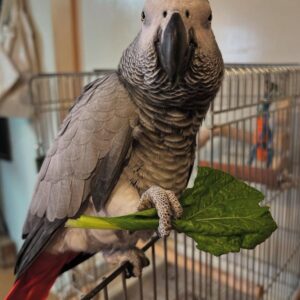 Say Hello to Nia – Your New Feathered Family Member