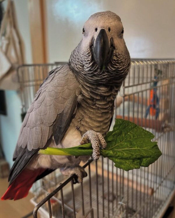 Say Hello to Nia – Your New Feathered Family Member