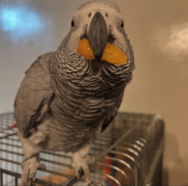 Say Hello to Nia – Your New Feathered Family Member - Image 3