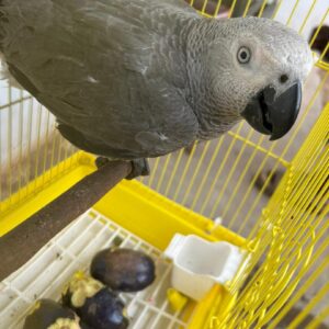 Say Hello to Moyo – Your New Feathered Family Member