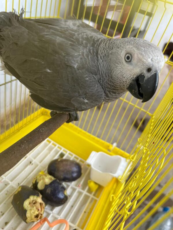 Say Hello to Moyo – Your New Feathered Family Member