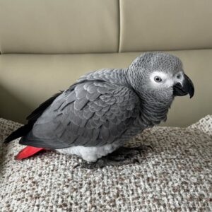 Say Hello to Kofi – Your New Feathered Companion