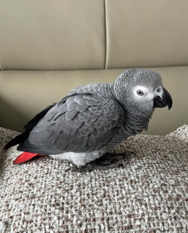 Say Hello to Kofi – Your New Feathered Companion