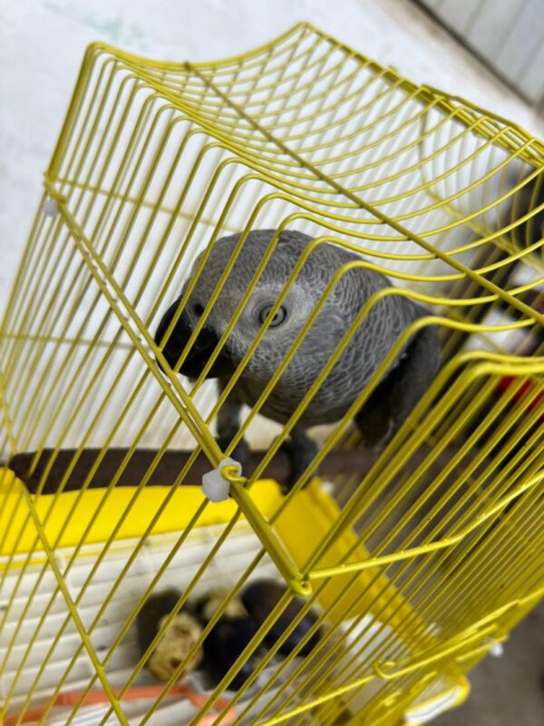 Say Hello to Moyo – Your New Feathered Family Member - Image 4