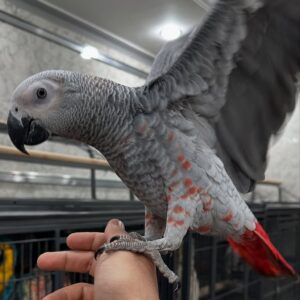 Say Hello to Zahra – Your New Feathered Companion