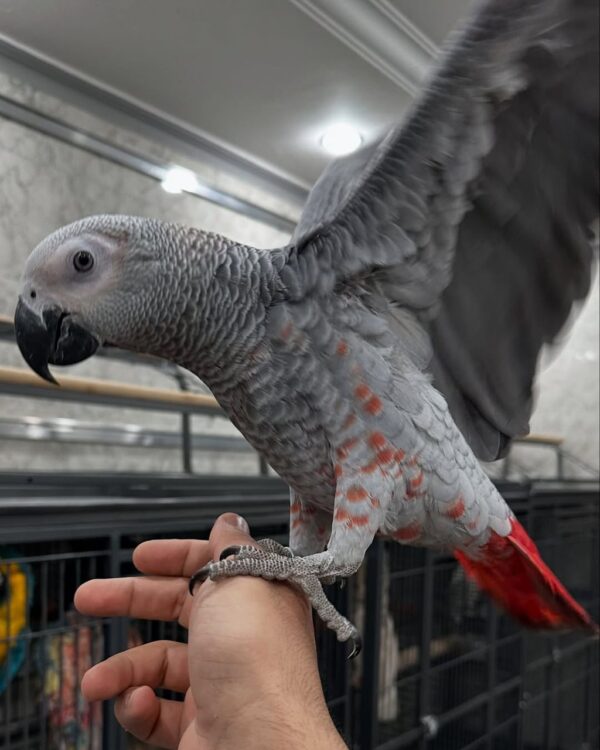 Say Hello to Zahra – Your New Feathered Companion
