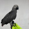 Say Hello to Jabari – Your New Feathered Friend