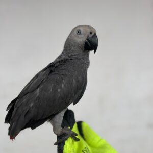 Say Hello to Jabari – Your New Feathered Friend