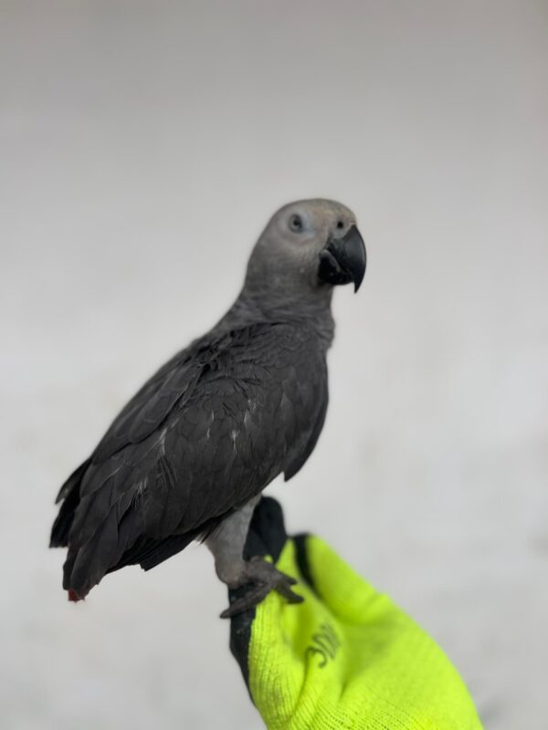 Say Hello to Jabari – Your New Feathered Friend - Image 4