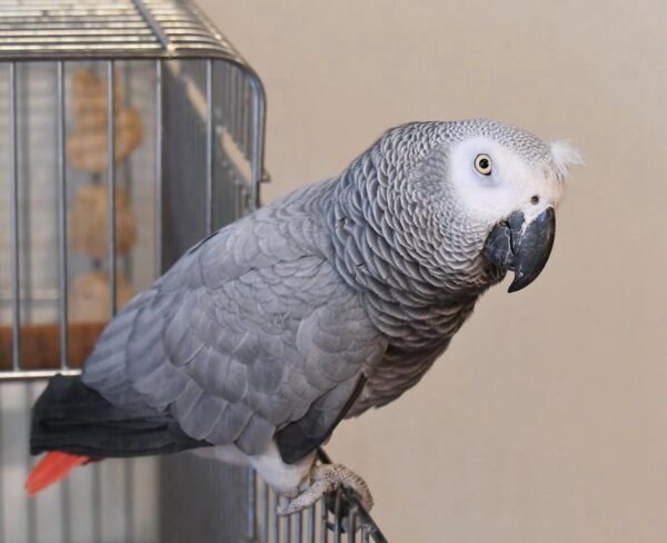 Say Hello to Zahra – Your New Feathered Companion - Image 3
