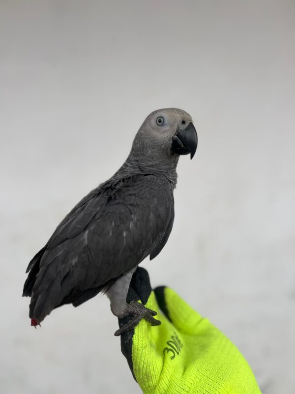 Say Hello to Jabari – Your New Feathered Friend - Image 3