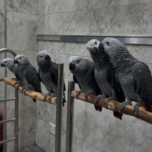 Find Your Perfect African Grey Companion