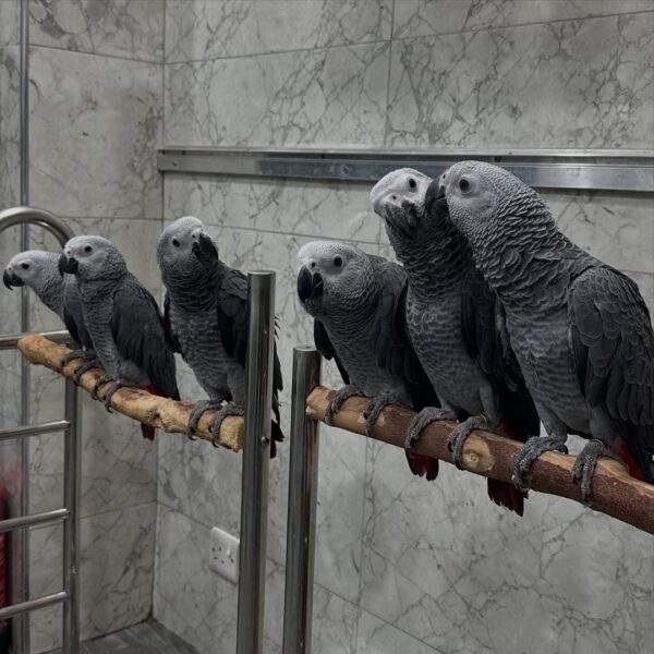 Find Your Perfect African Grey Companion