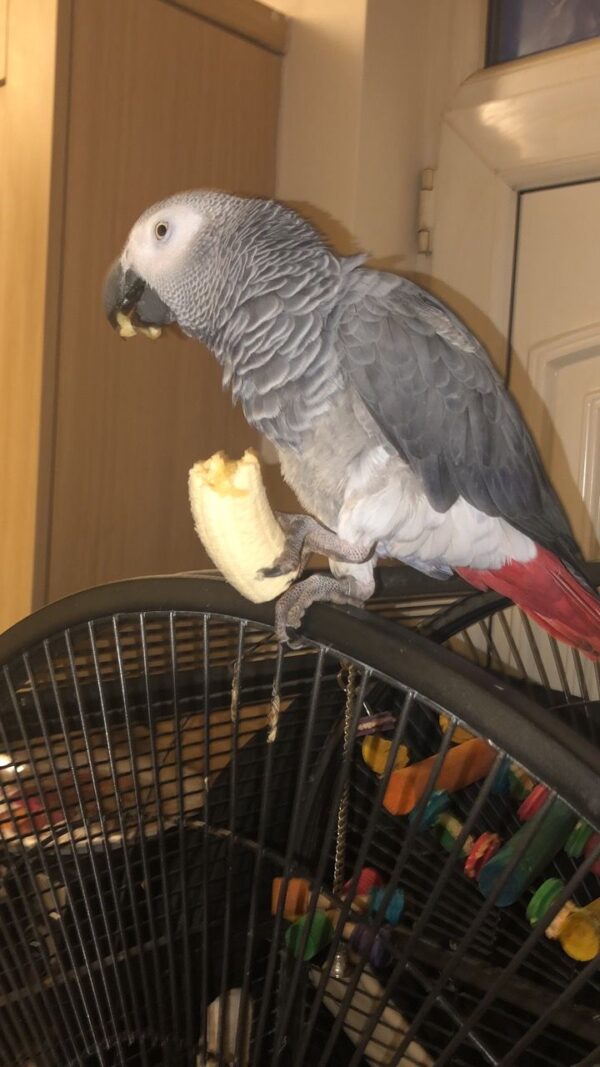 Find Your Perfect African Grey Companion - Image 4