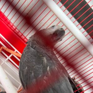 Say Hello to Zuri – Your New Feathered Friend