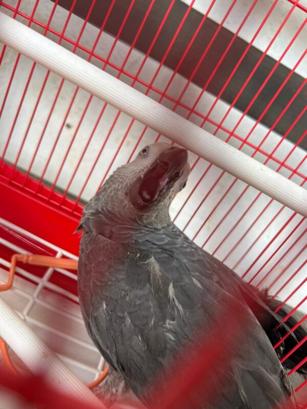 Say Hello to Zuri – Your New Feathered Friend - Image 2