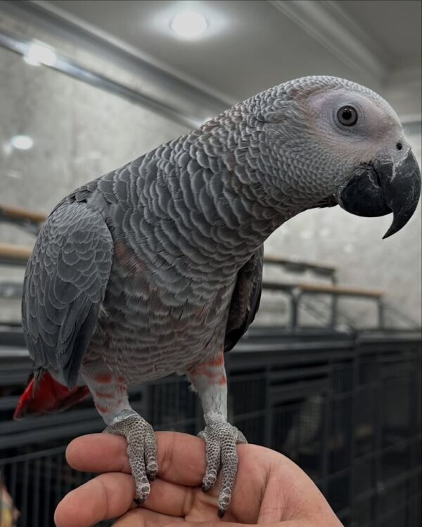 Say Hello to Zahra – Your New Feathered Companion - Image 4