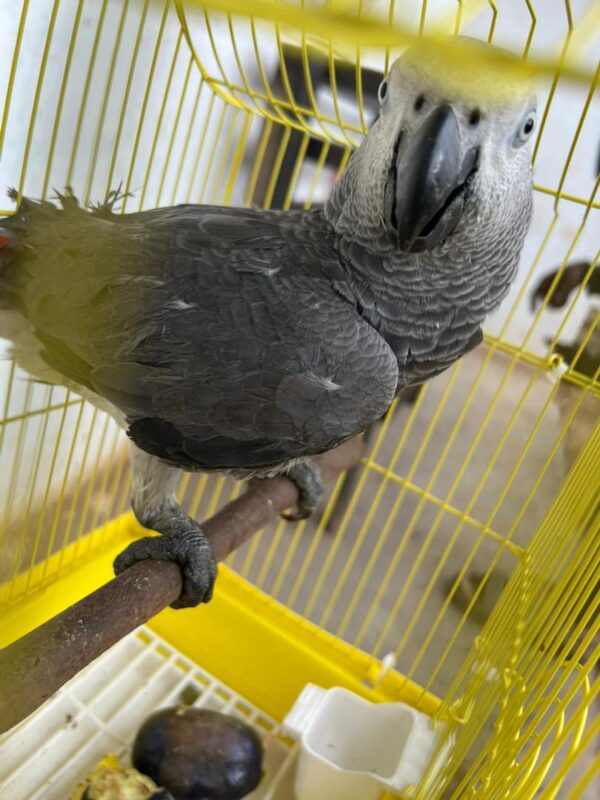 Say Hello to Moyo – Your New Feathered Family Member - Image 5