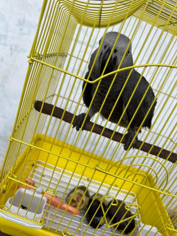 Say Hello to Moyo – Your New Feathered Family Member - Image 6