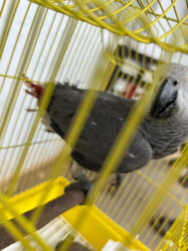 Say Hello to Moyo – Your New Feathered Family Member - Image 7