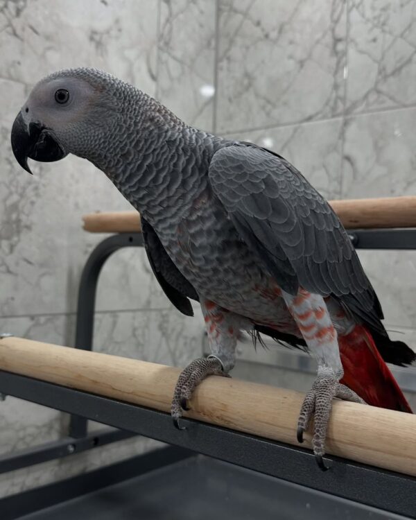 Say Hello to Zahra – Your New Feathered Companion - Image 5