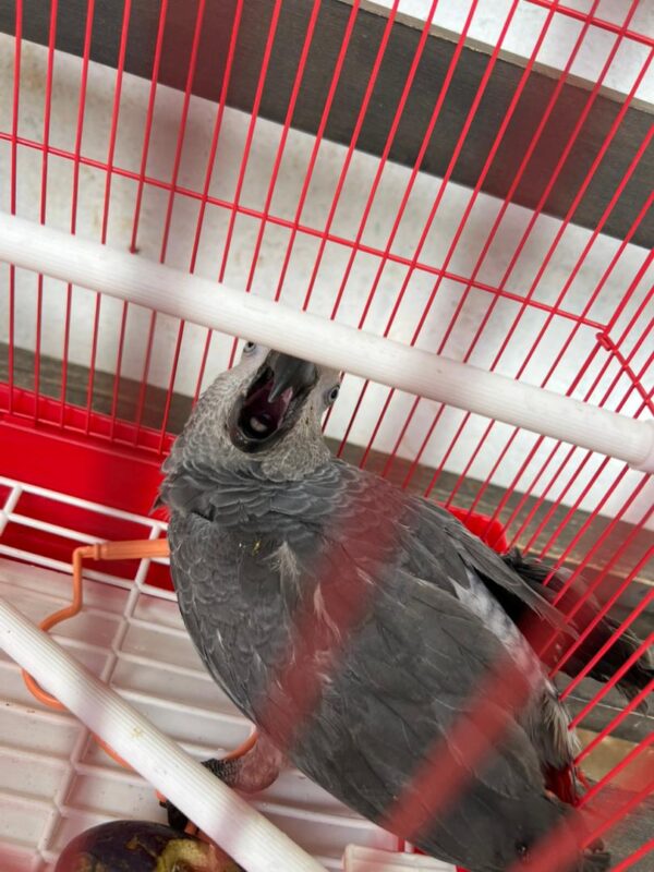 Say Hello to Zuri – Your New Feathered Friend - Image 4