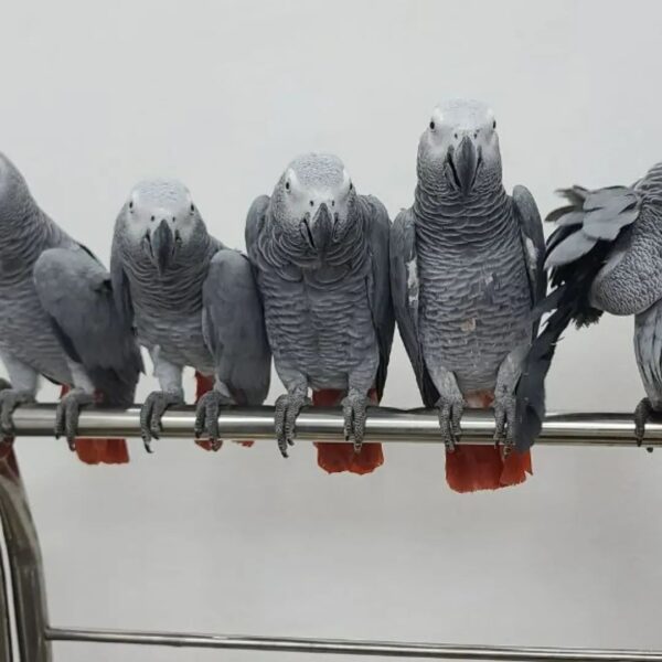 Find Your Perfect African Grey Companion - Image 2
