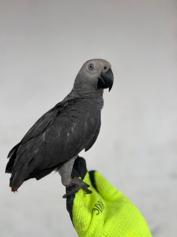 Say Hello to Jabari – Your New Feathered Friend - Image 5