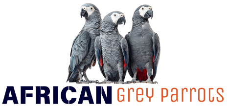 Buy African Grey Parrots | Ethically Bred & Hand-Raised